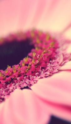 Розовые лепестки цветка