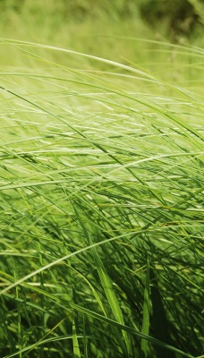 Зеленая, летняя трава
