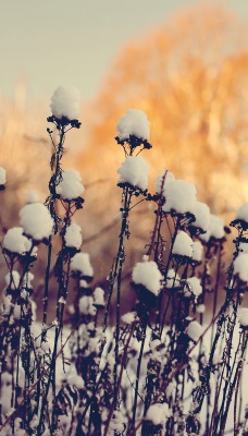 Сухая трава под снегом