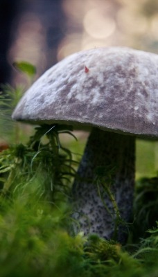 Белый гриб во мхе