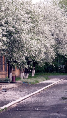 цветущие деревья во дворе