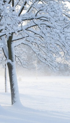 снежные деревья