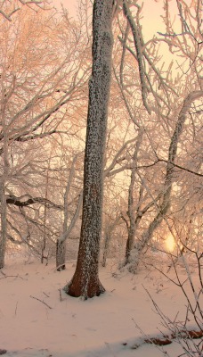 светло-розовая зима