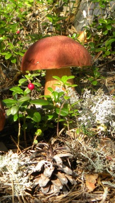 лесные грибы с брусникой