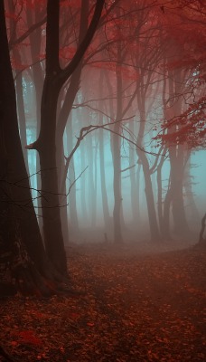 красный осенний лес
