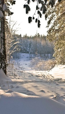 солнечная зима в лесу