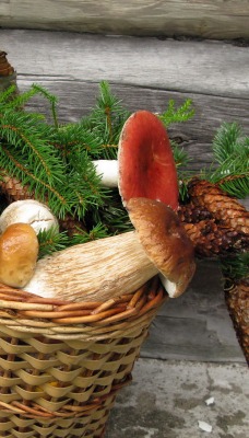 корзина с грибами и еловыми шишками