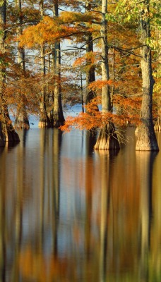 осенние деревья на воде