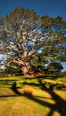раскидистое дерево на поляне