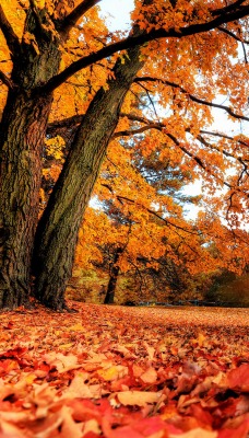 желто-оранжевая осень