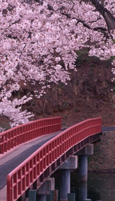 цветущие деревья над мостиком