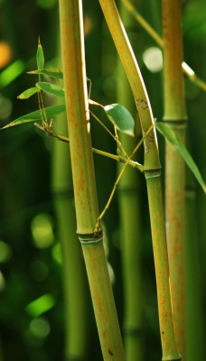 Бамбук макро