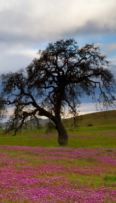 раскидистое дерево на цветочной поляне