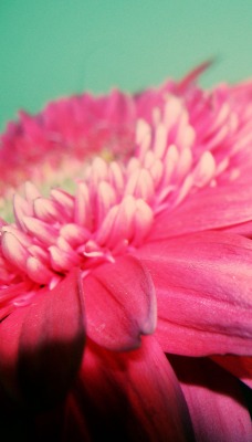 Нежно-розовый цветок