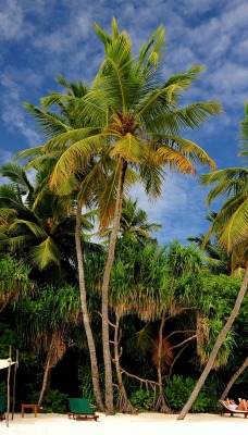 пальмы на песочном пляже