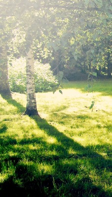 солнце, лужайка, деревья