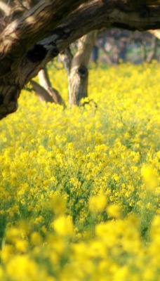 желтая поляна цветов