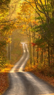 дорога в осеннем лесу