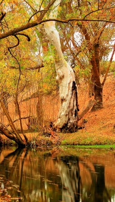 желтая осень