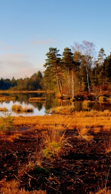 осенний лес у озера