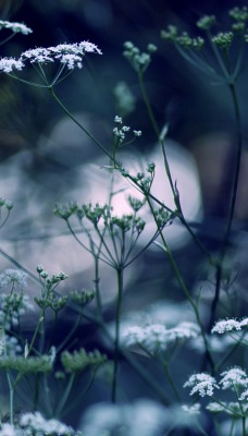 природа трава цветы nature grass flowers