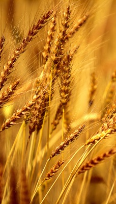 Золотистая пшеница