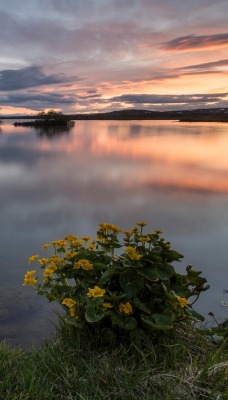 природа море трава цветы горизонт небо nature sea grass flowers horizon the sky