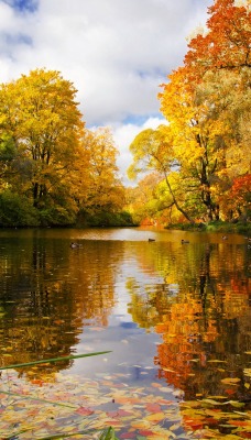 Осеннее озеро в лесу