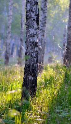 солнце лужайка березы