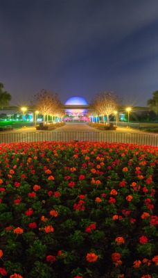 Цветы вечером в парке