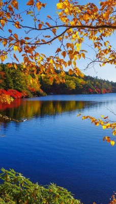 природа деревья озеро осень nature trees the lake autumn