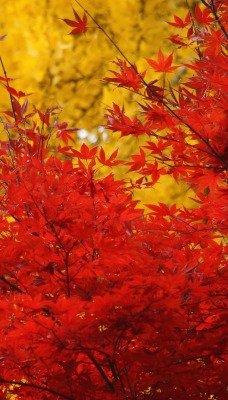 красно-желтые листья