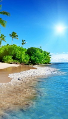 Песчаный пляж с пальмами