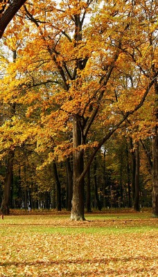 Осенний парк