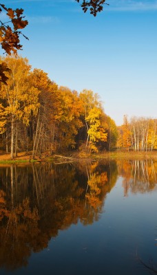 Озеро осень лес