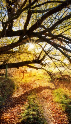 Дерево осень ветви лучи солнца