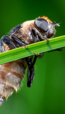 пчела на травинке