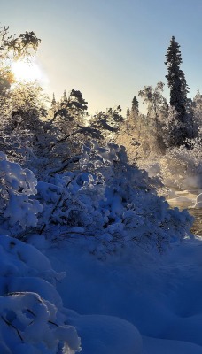 Снег зима утро лес