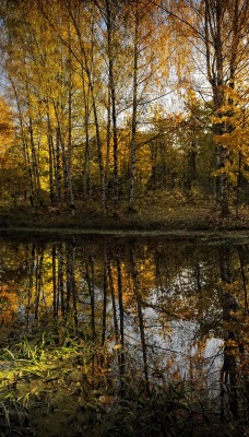 озеро осень лес деревья