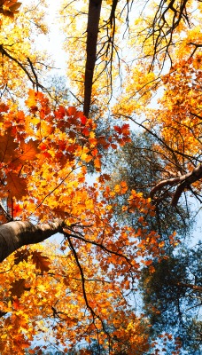 Дерево листья деревья осень