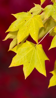 Листья кленовые листья размытие