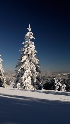 Ели заснеженные снег горы