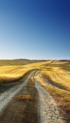 дорога золотистое поле поле