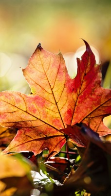 Лист осень кленовый
