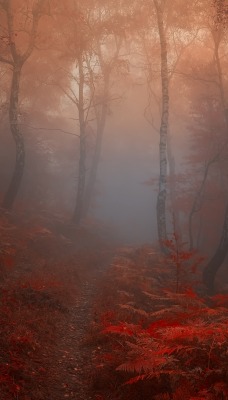 Осень красная деревья туман