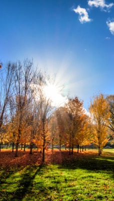 Осень лучи деревья
