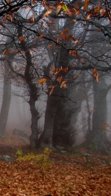 природа листья осень деревья