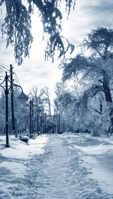 снег зима парк