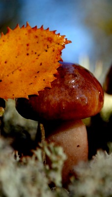грибы природа осень листья