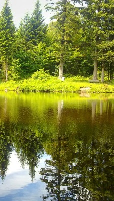 природа пейзаж лес деревья озеро отражение
